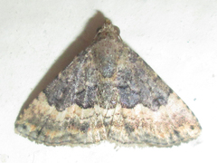 Eublemma nigrivitta