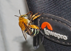 Amegilla cingulata