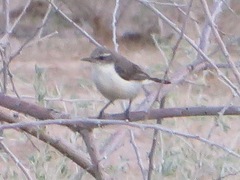 Anthreptes orientalis