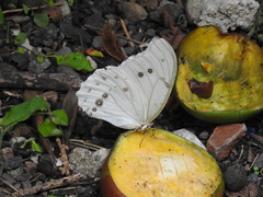 Morpho polyphemus polyphemus