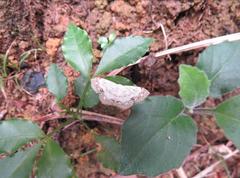 Scopula propinquaria