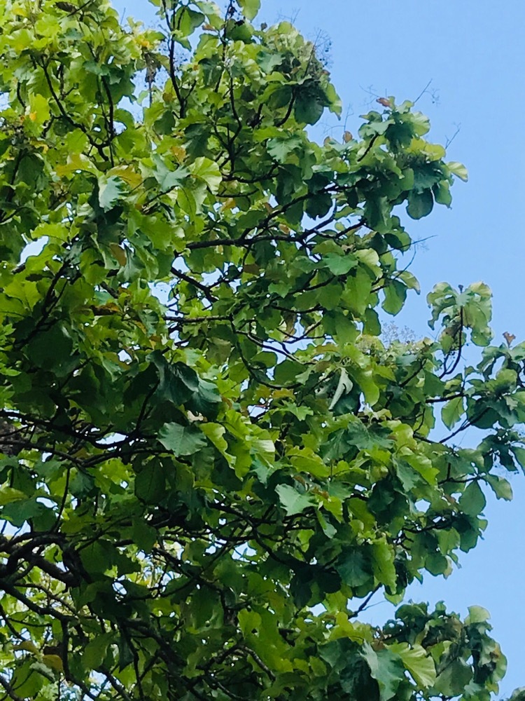 File:A teca (Tectona grandis) também chamada de teak ou djati é