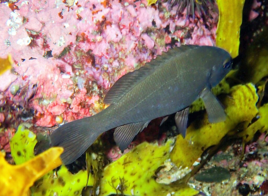 Rock Blackfish from Sutherland Shire Council, NSW, Australia on May 31 ...