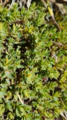 Pimelea oreophila hetera