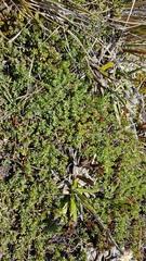 Pimelea oreophila hetera