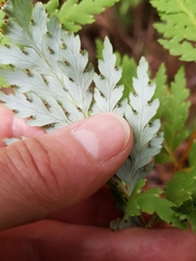 Loxsoma cunninghamii