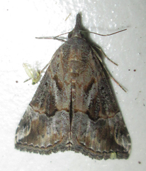 Hypena varialis