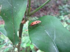 Physopelta quadriguttata