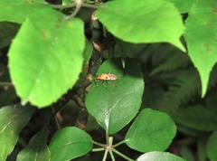 Physopelta quadriguttata