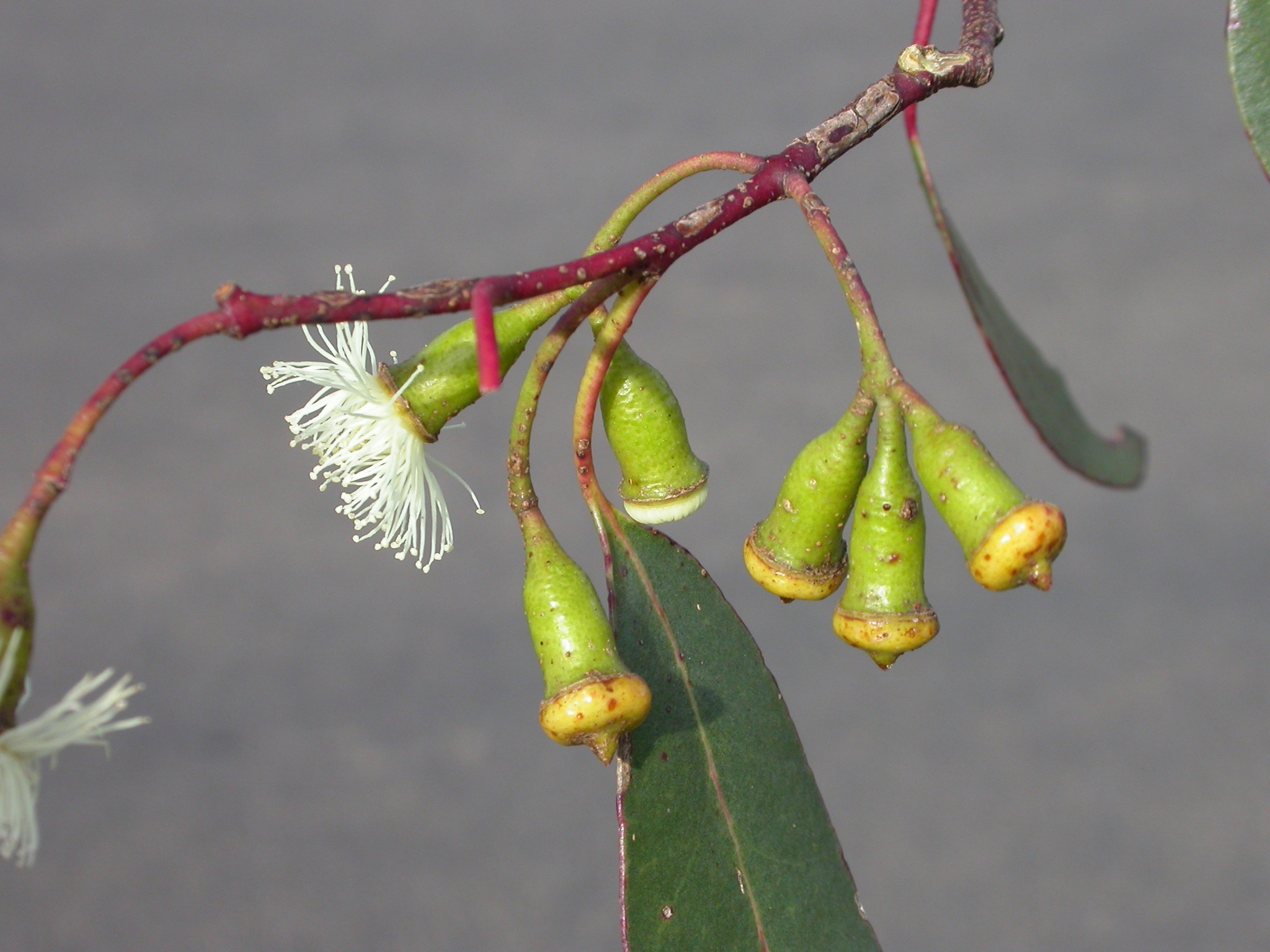 Eucalyptus urnigera