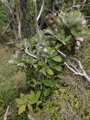 Brachyglottis hectorii