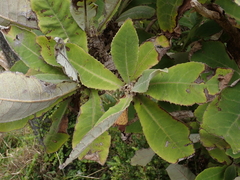 Brachyglottis hectorii