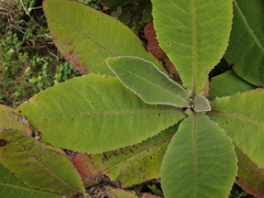 Brachyglottis hectorii