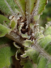 Brachyglottis hectorii