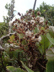 Brachyglottis hectorii