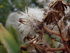 Brachyglottis hectorii
