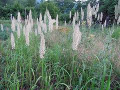 Calamagrostis extremiorientalis
