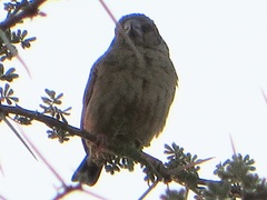 Crithagra donaldsoni