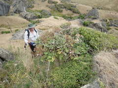 Brachyglottis hectorii