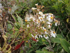 Brachyglottis hectorii