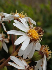 Brachyglottis hectorii