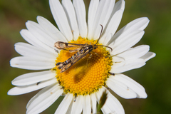 Chamaesphecia empiformis