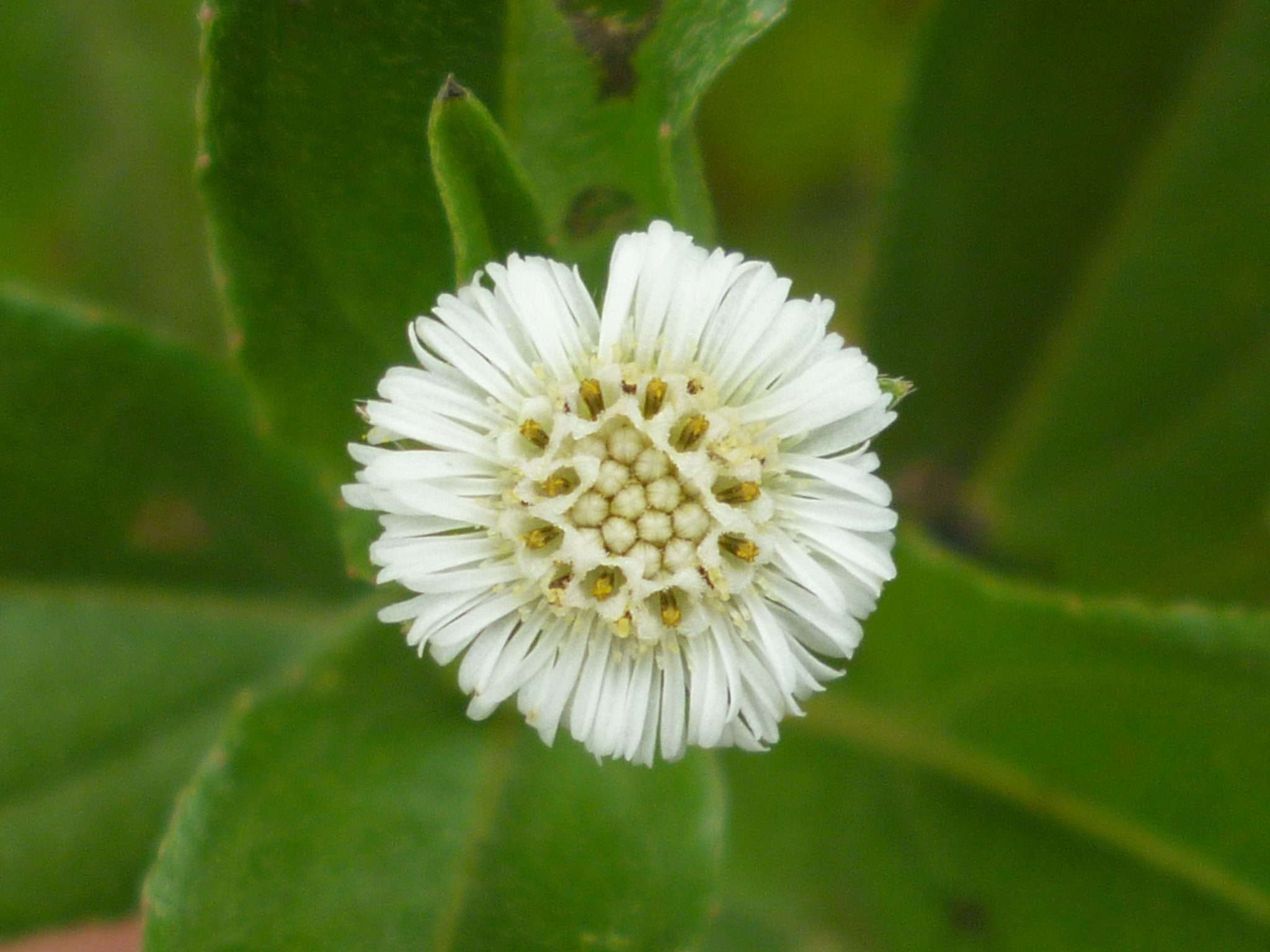 Eclipta prostrata