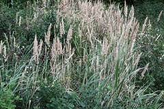 Calamagrostis extremiorientalis