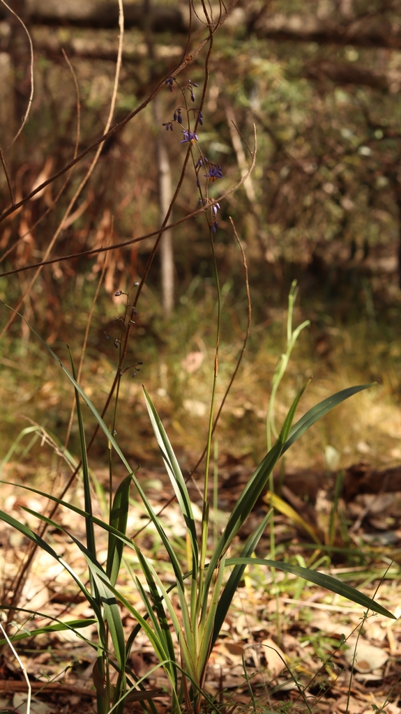Blue Flaxlily from Eltham North VIC 3095, Australia on October 1, 2023 by Tyler Cameron