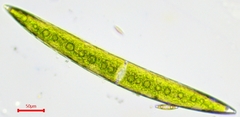 Closterium acerosum