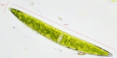 Closterium acerosum