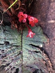 Streptocarpus dunnii