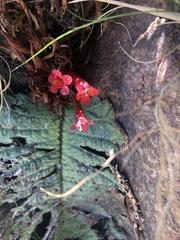 Streptocarpus dunnii