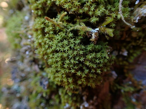 Image of Zygodon rupestris by no rights reserved