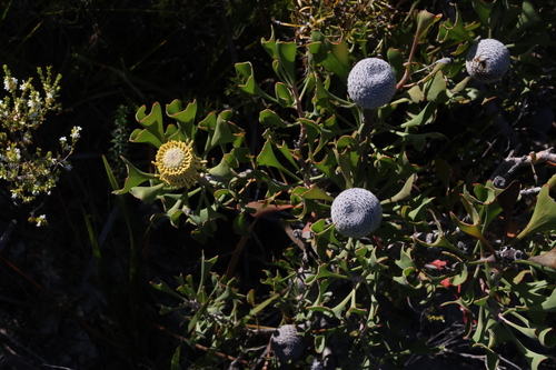 Image of Isopogon trilobus by (c) Greg Tasney, some rights reserved (CC BY-SA)