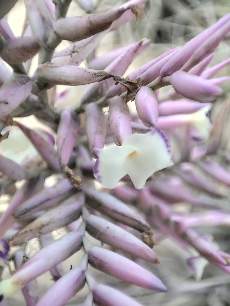 Tillandsia purpurea (Tillandsia purpurea)
