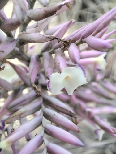 Tillandsia purpurea (Tillandsia purpurea)