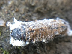 Hypocreaceae