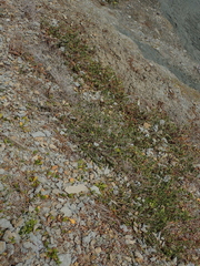 Pimelea carnosa