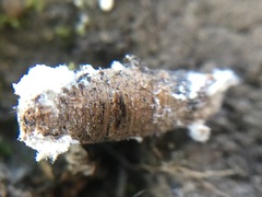 Hypocreaceae