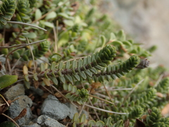 Pimelea carnosa