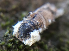 Hypocreaceae