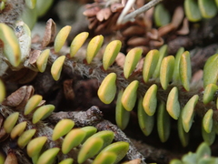 Pimelea carnosa