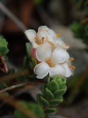 Pimelea carnosa