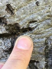 Hypocreaceae