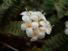 Pimelea carnosa