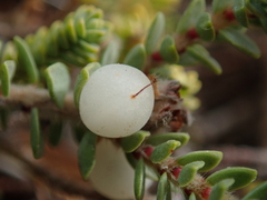 Pimelea carnosa