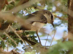 Anthreptes orientalis