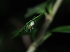 Bijoaraneus mitificus