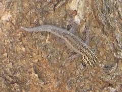 Lygodactylus keniensis